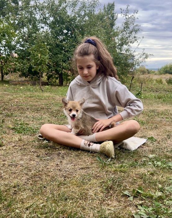 Цуценята коргі пемброк — вигідна пропозиція