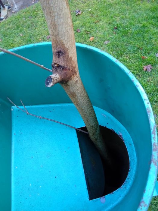 Rozdrabniacz do gałęzi