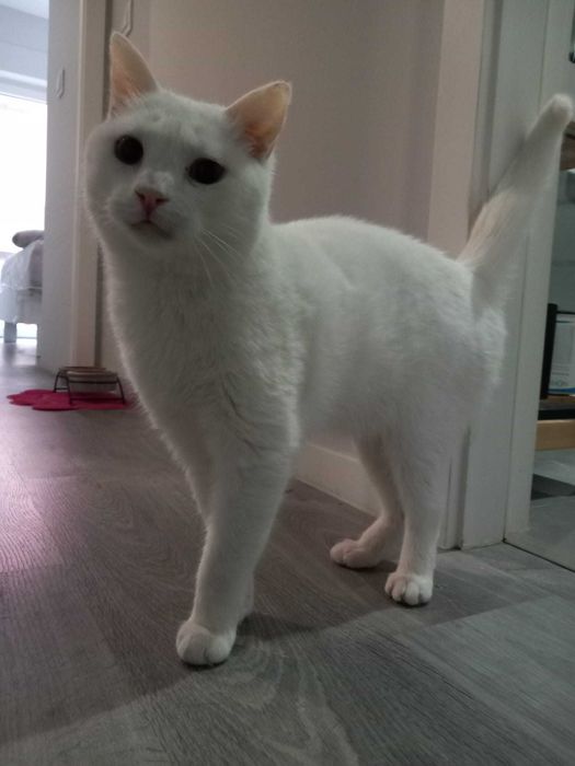 Gato para adoção responsável.