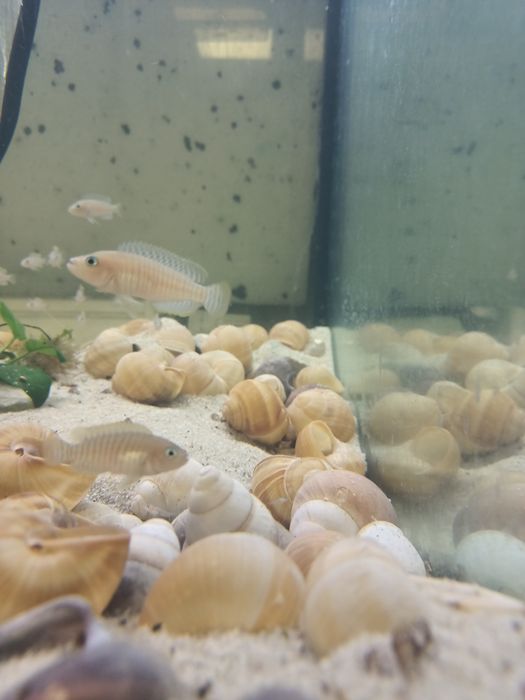Lamprologus multifasciatus muszlowiec wielopręgi tanganika