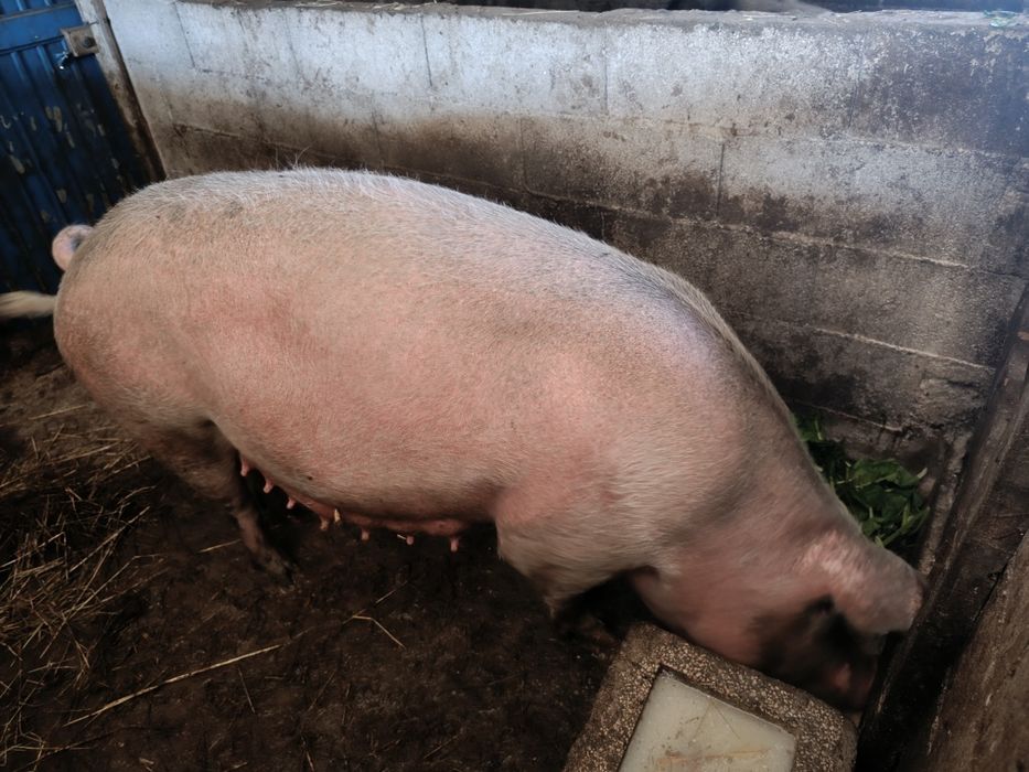 Leitões landerace e duroc