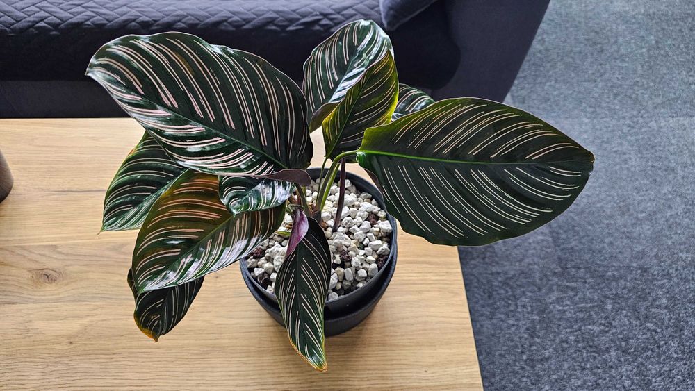 Calathea Ornata Goeppertia ornata