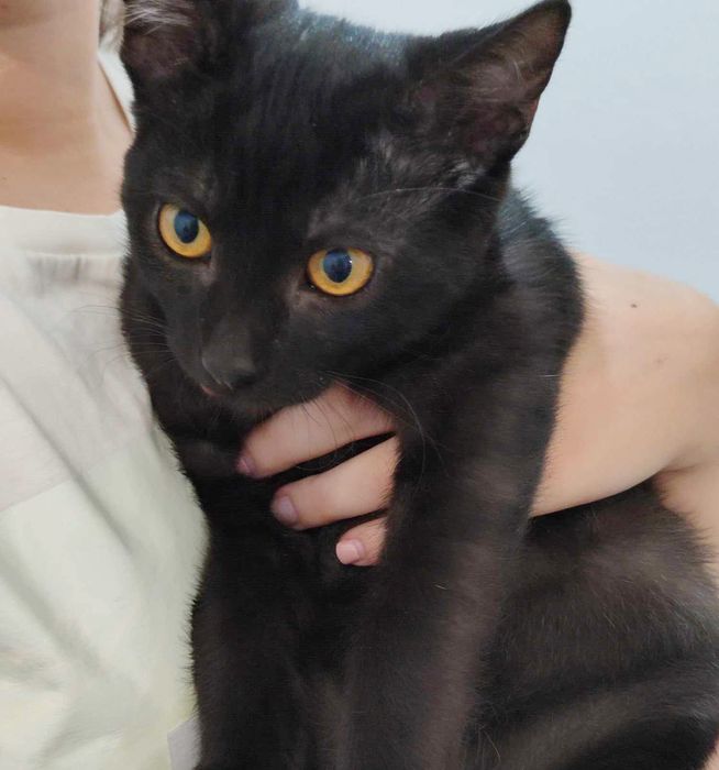 Gata preta para adoção responsável