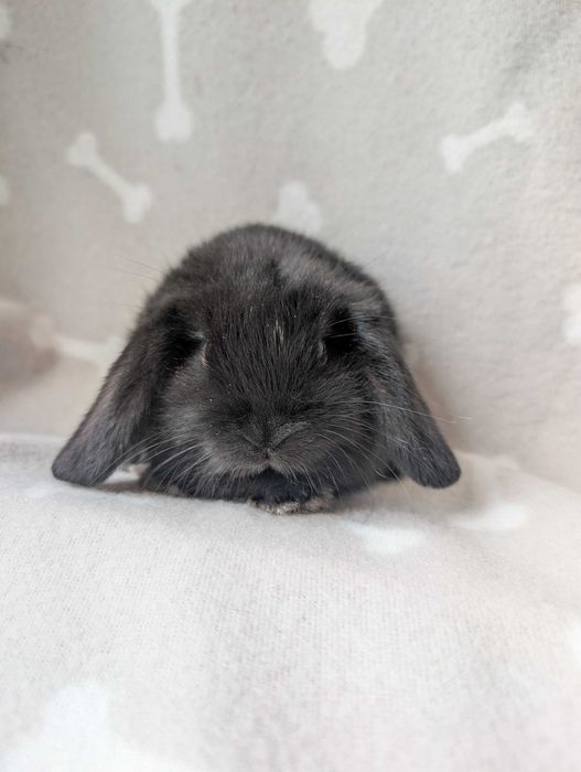 Mini lop, baranek miniaturka, metryka