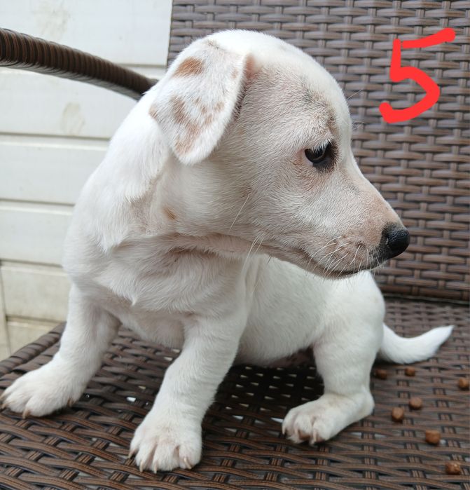JACK RUSSEL terrier