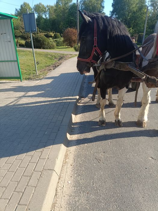 Klacz srokata piecio letnia