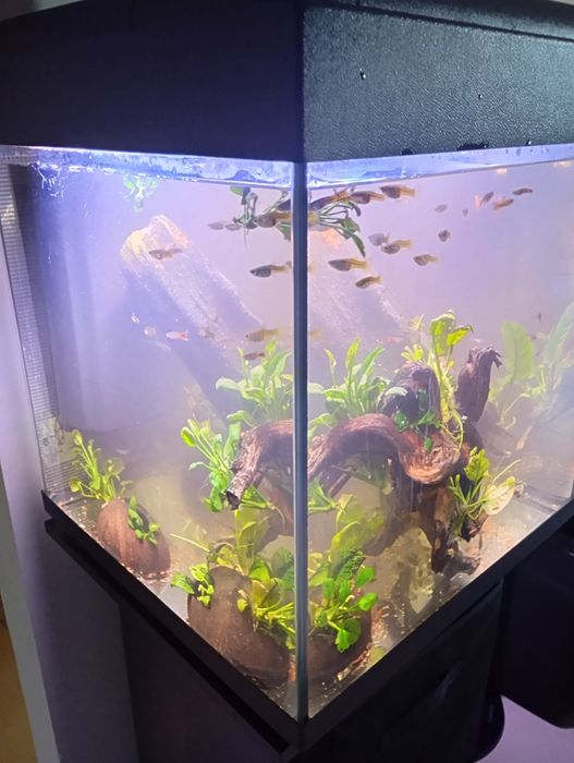 Aquario 45x45x50 com móvel