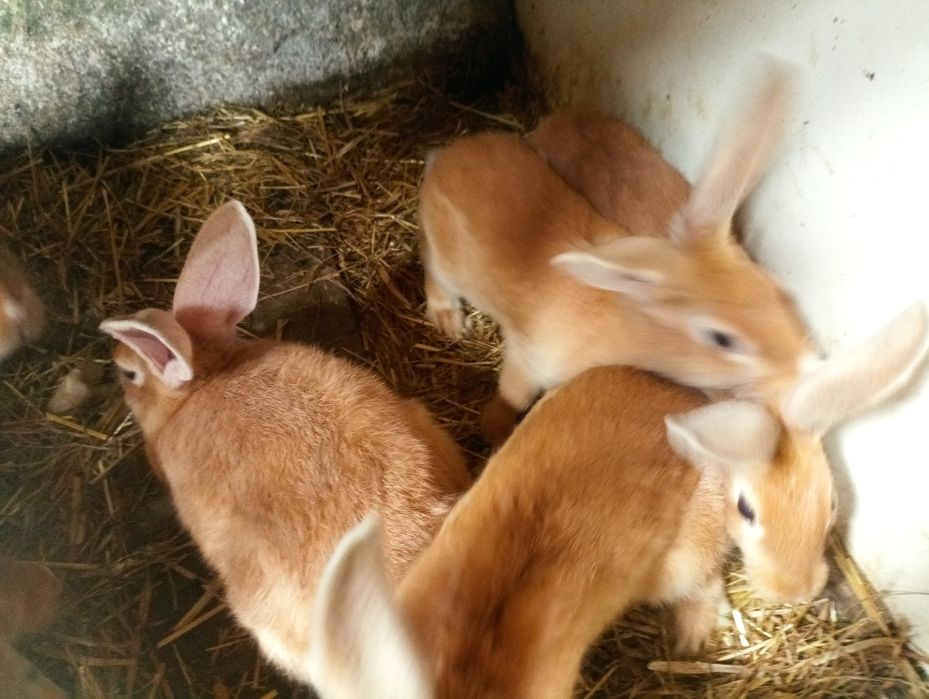 Coelhos (machos e fêmeas) com cerca de 3 meses