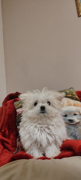 Śliczne Szczeniaczki Maltipoo • GOTOWE DO ODBIORU •