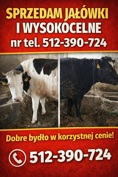 Sprzedam Jałówki wysokocielne