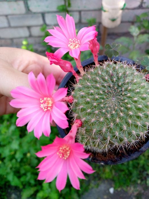 Кактуси в асортименті