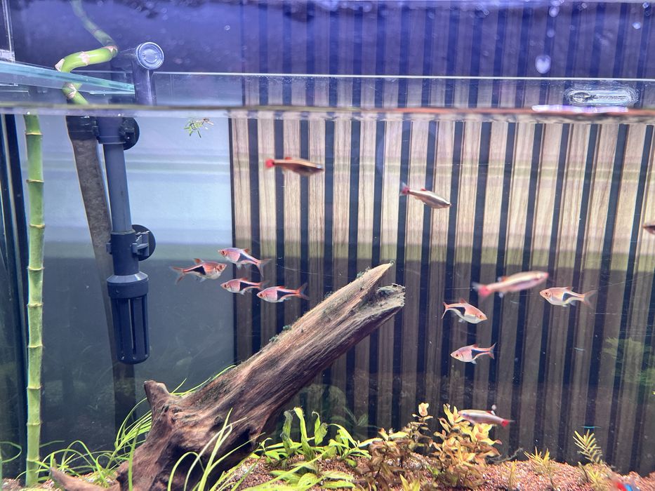 Vendo neon inesi e neon chines