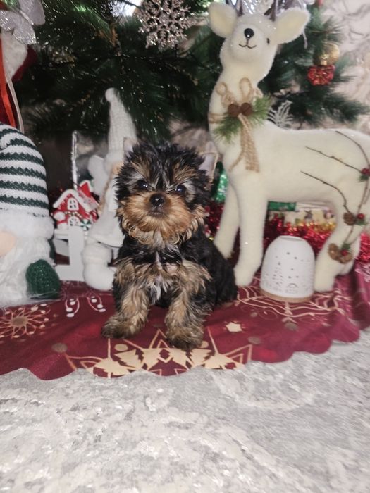 Йоркширский терьер щенок мальчик