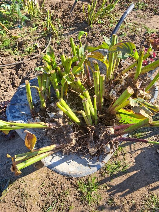 Kłącza kanny Lublin