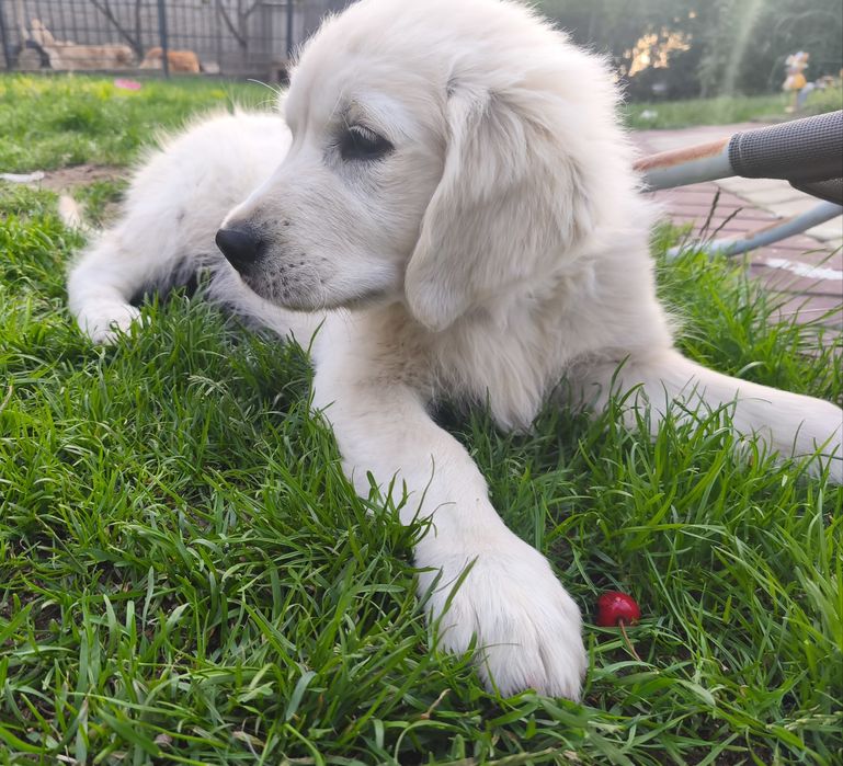 Suczka Golden Retriever  kremowa