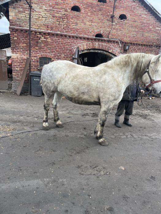 Witam sprzedam klacze