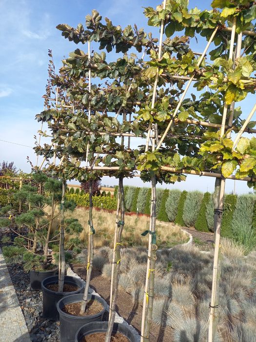 Katalpa Catalpa Nana 120-230cm.Tuja szmaragd