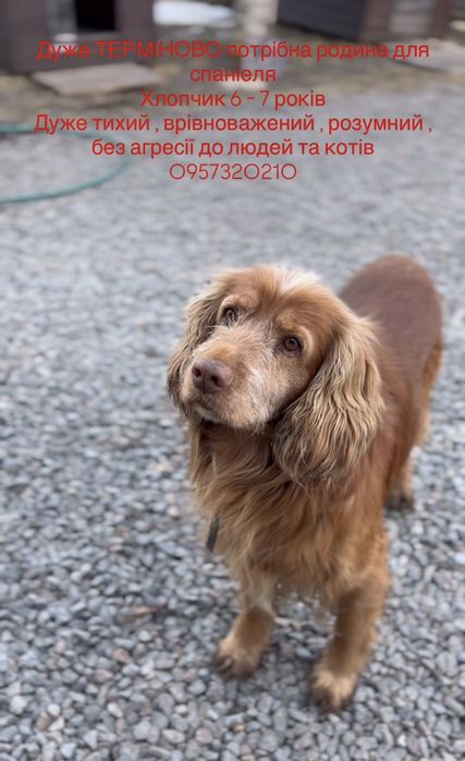 Спаніель в добрі руки Хлопчик