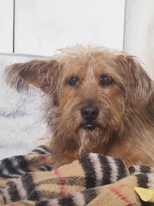 BALI (Macho, 7 Anos, 11Kg) - Para Adoção URGENTE