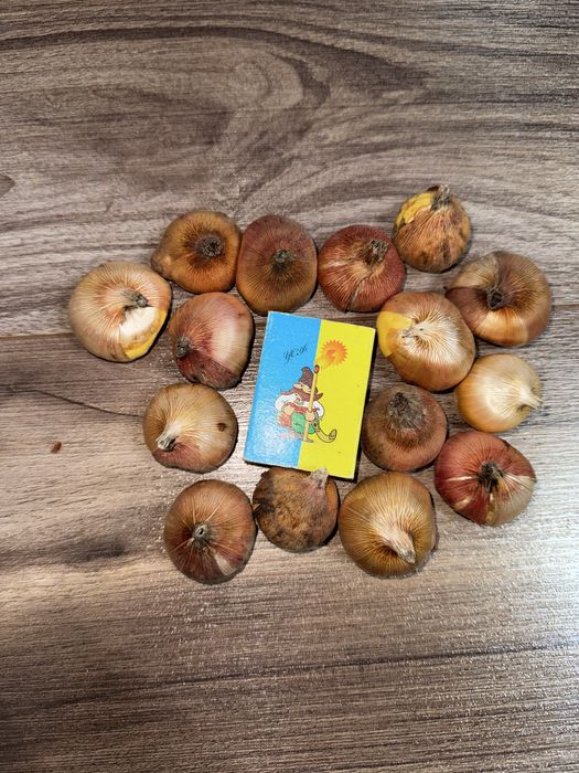 Цибулини білих гладіолусів