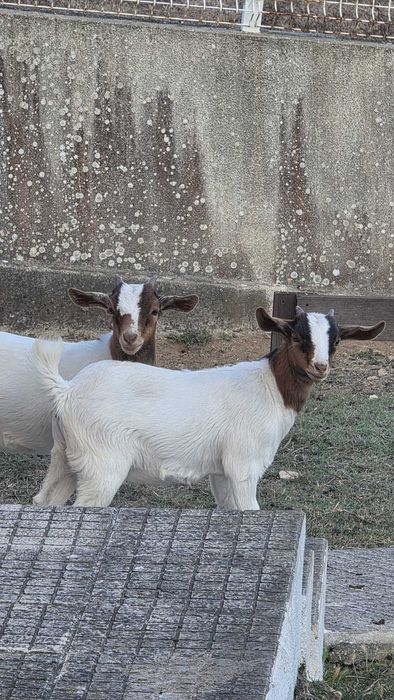 Cabrita fêmea cruzada Boer x Anã disponível para venda.