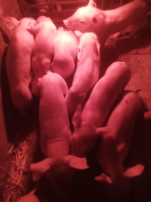 Продам малих поросят ціна вказана за 1шт