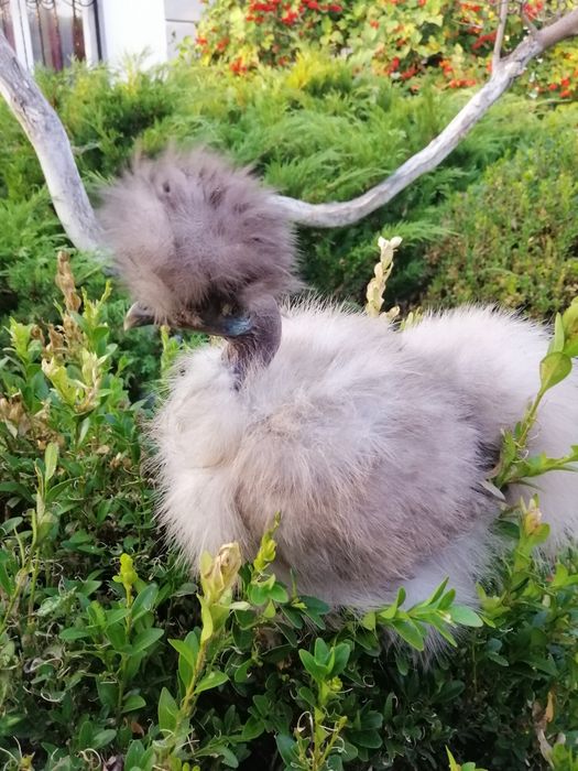 Китайские шелковые куры инкубационное яйцо