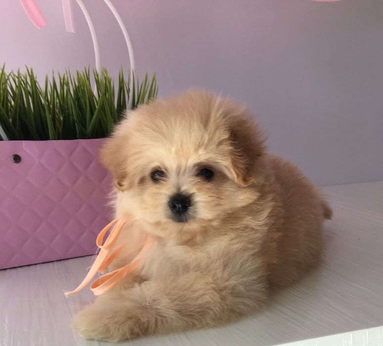 Помапу — 4 пухнасті принцеси шукають новий дім