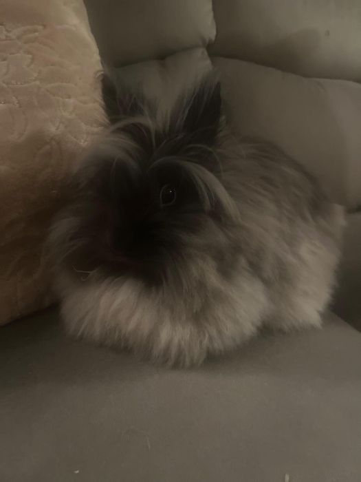 Krolik miniaturka angora angielska York