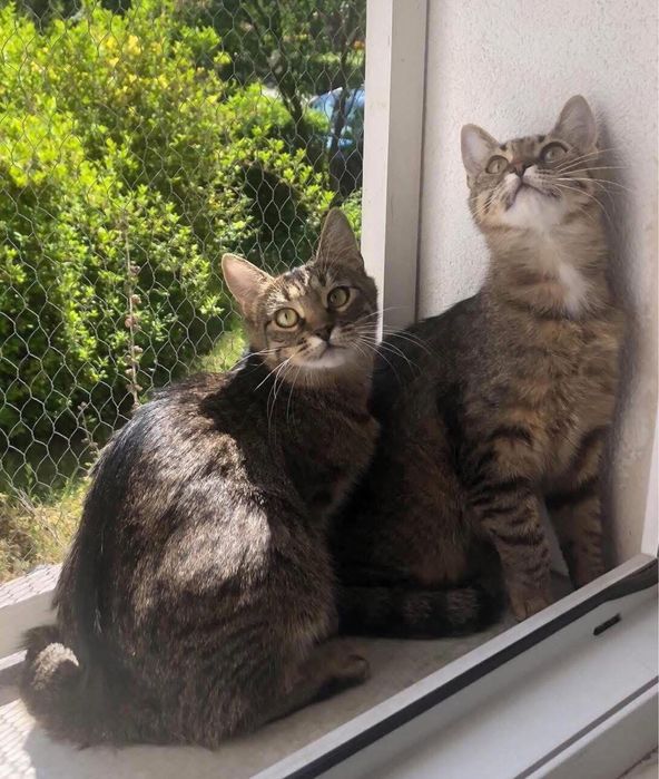 Delikatne siostrzyczki szukaja domu