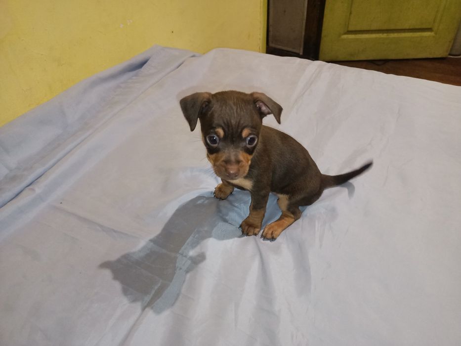 Той тер'єр дівчинка світлий шоколад шукає собі теплу, родину