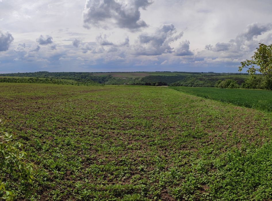 Будинок хата в с.Куражин, біля Дністра,велика земельна ділянка