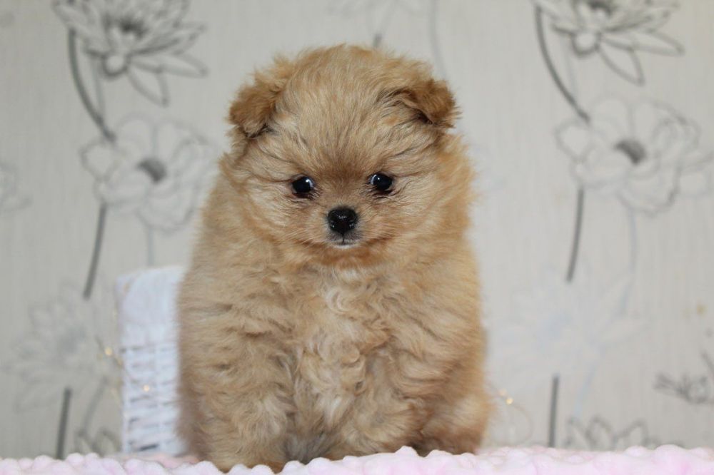 Бомба міні шпіцулі