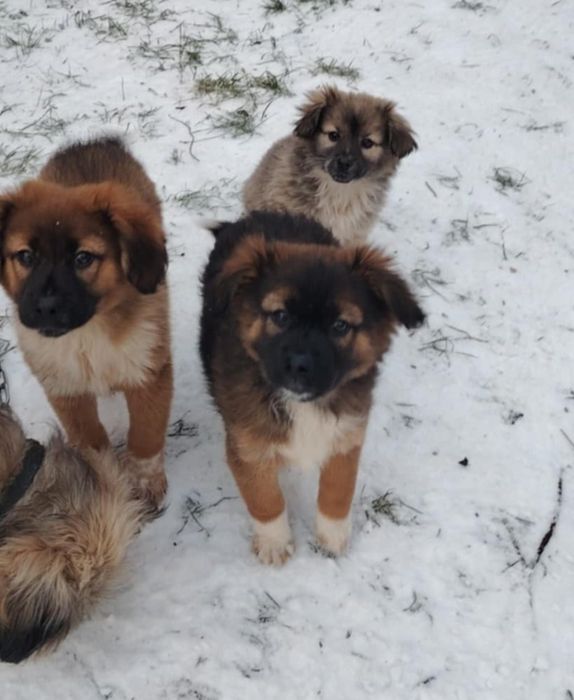 Oddam za darmo szczeniaki