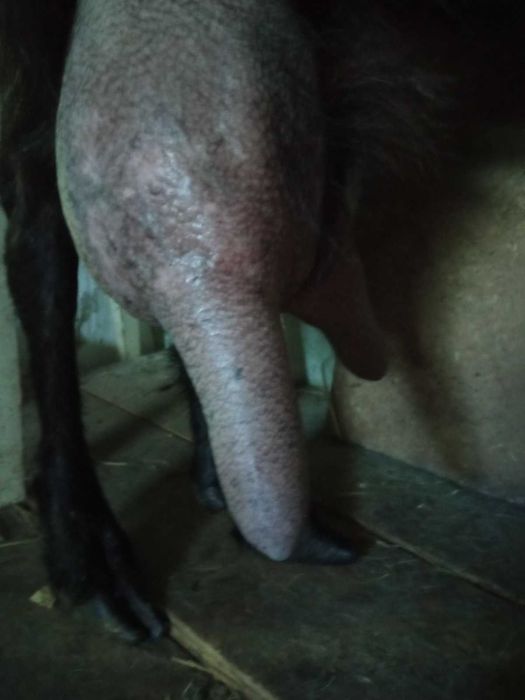 Кози зааненьські та заано-нубійські