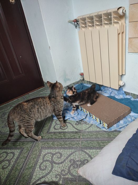 Bura kotka mniej niż rok do adopcji