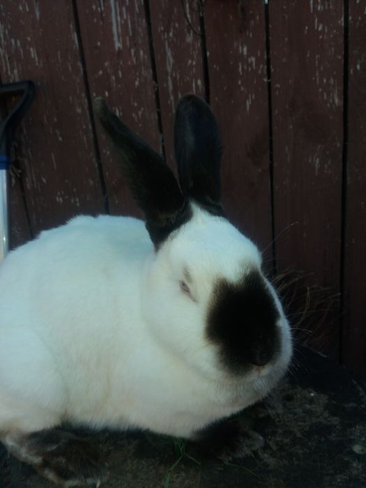 Кролі термонці каліфорнійці