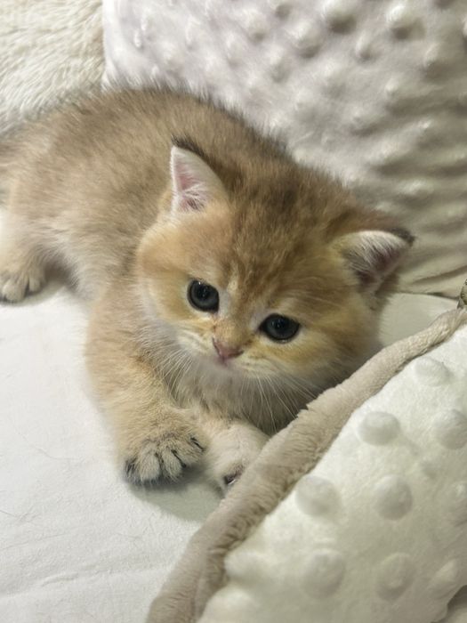 продаються шотландскі кошенята