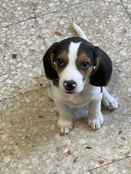 Beagle (Promocao)