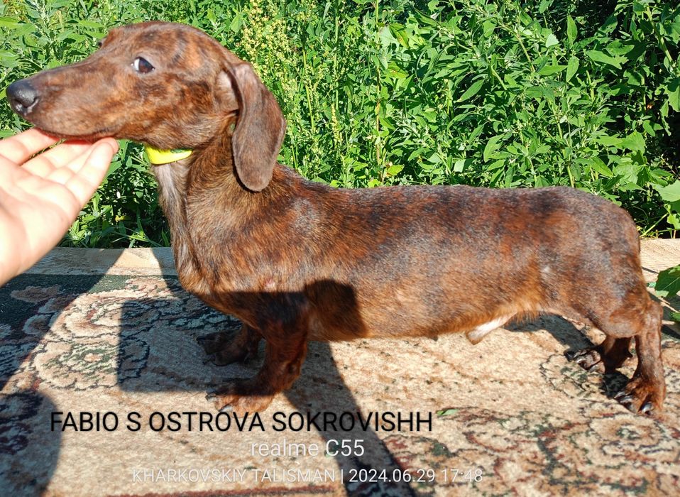 Кролячий тигровий кобель такси для в'язки документи КСУ