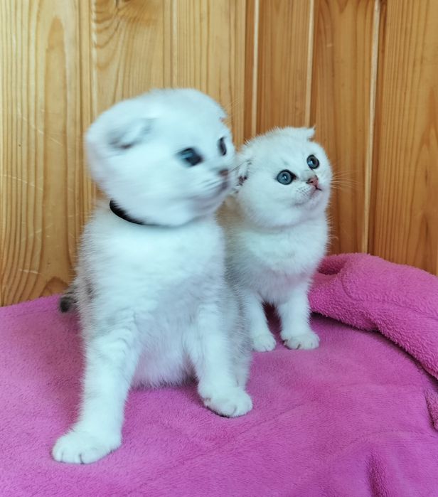 Малятка срібні шиншилятка