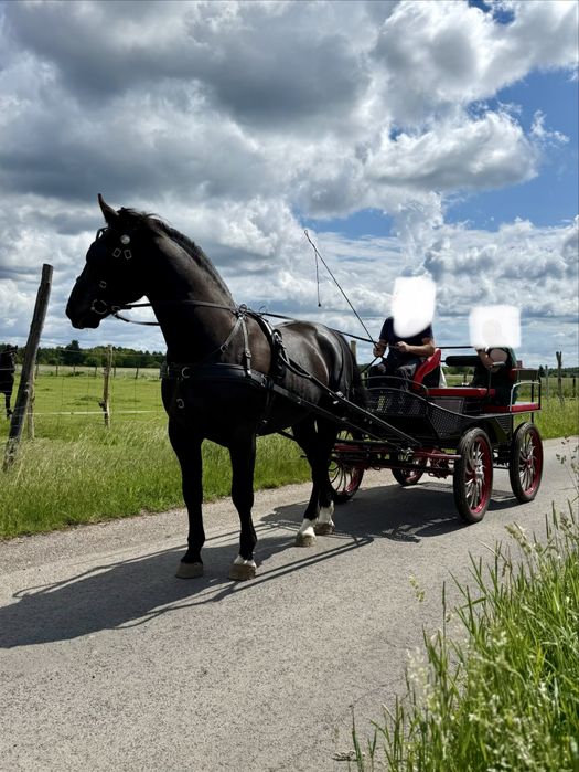 Ogier śląski 5-letni z licencją