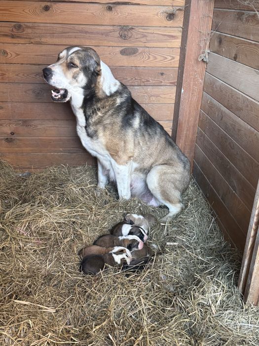 Owczarek środkowoazjatycki suczka