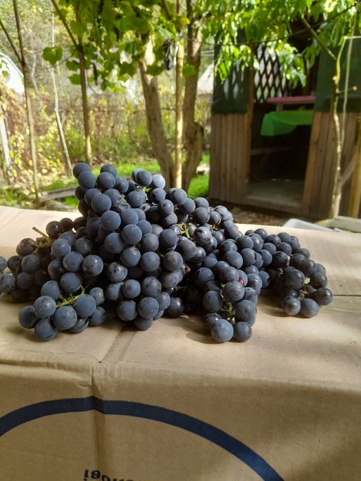 Продам виноград Ізобелла