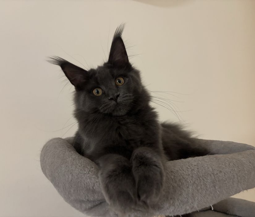 Cudowna koteczka maine coon.