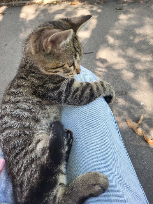 Віддам котика в люблячу родину