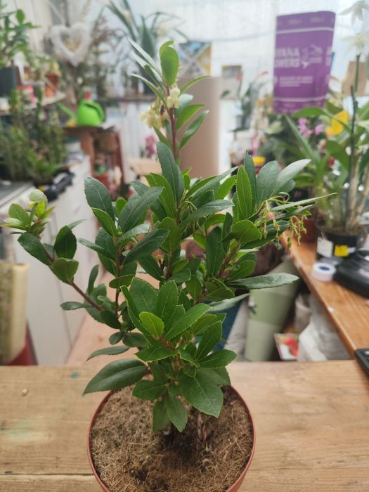 Medronheiro (Arbutus unedo)