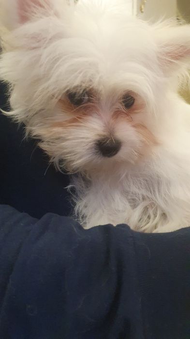 Продается последняя девочка мальтишпиц