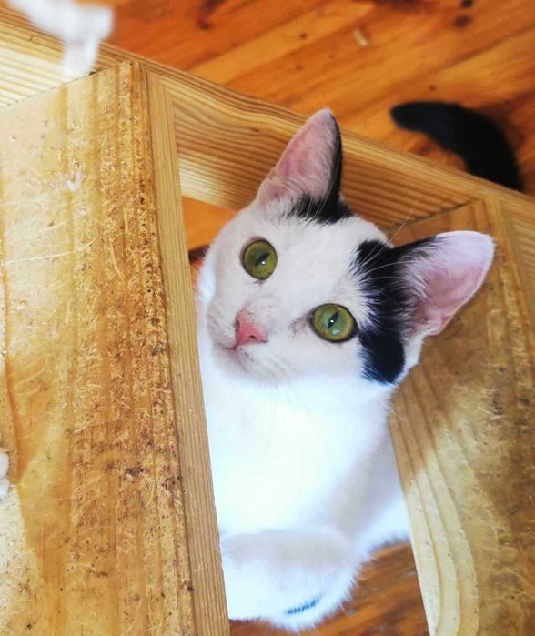 Amarie- słodka,spokojna koteczka do adopcji