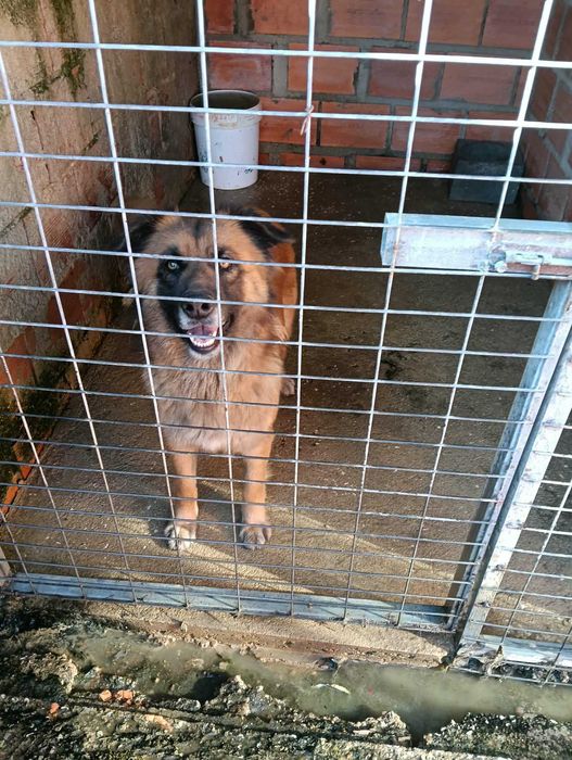 Casal cães para adoção